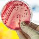 INFEZIONI BATTERICHE E SCELTA RESPONSABILE NELLUSO DEGLI ANTIBIOTICI - PARTE 1 (newsletter n3/2018)