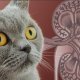 LA PROTEINURIA NEL GATTO (newsletter n6/2018)