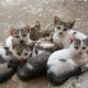 TEST FIV/FELV NEI GATTI IN GIOVANE ETA' (newsletter n9/2018)