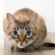 MALATTIA RENALE CRONICA NEL GATTO - QUANDO E COME PROPORRE LO SCREENING (newsletter n15/2018)