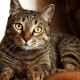 #2 FELINE LOWER URINARY TRACT DISEASE (FLUTD) - NON IDIOPATICHE