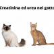 UREA E CREATININA NEL GATTO: VALORI DI RIFERIMENTO IN RAZZE DIVERSE